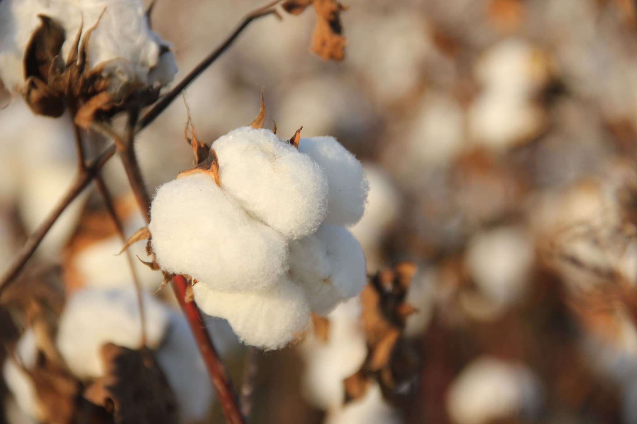Cotton Growing